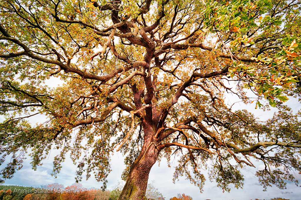 extreme wide-angle shoot of a beautiful lime tree in autumn