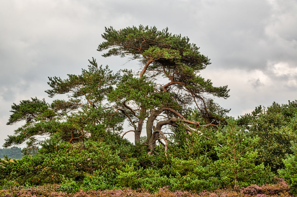 HDR shot of old pine trees at Hiddensee island