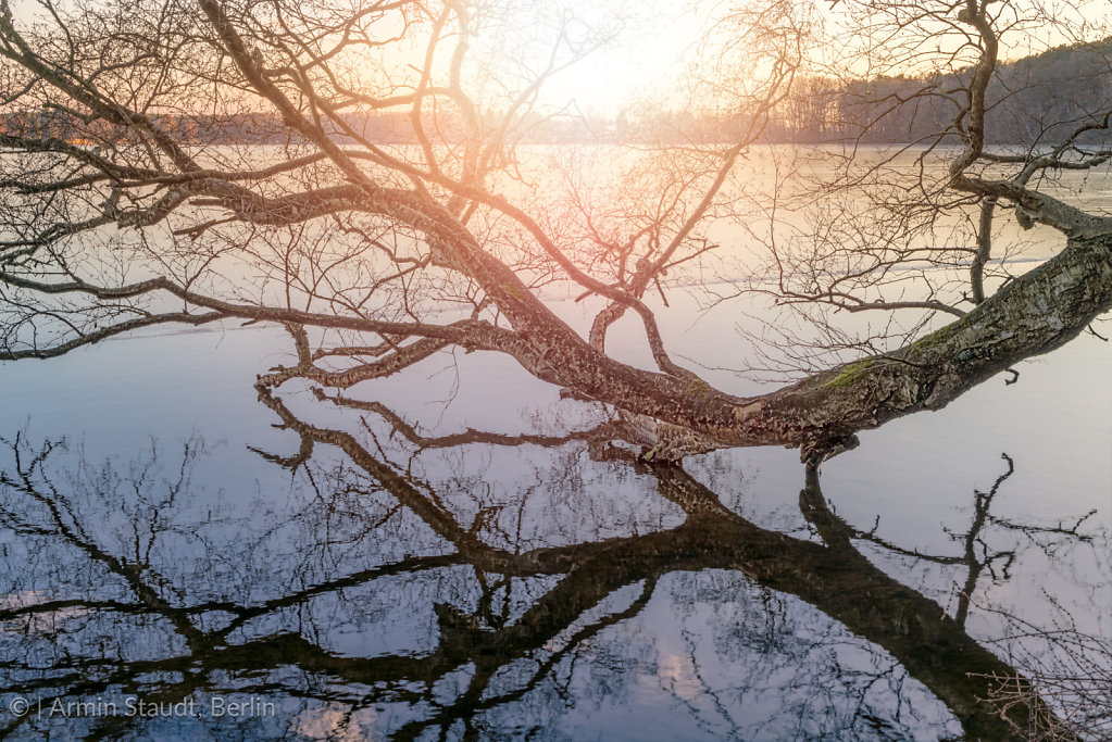 tree log mirroring in a lake during sunset