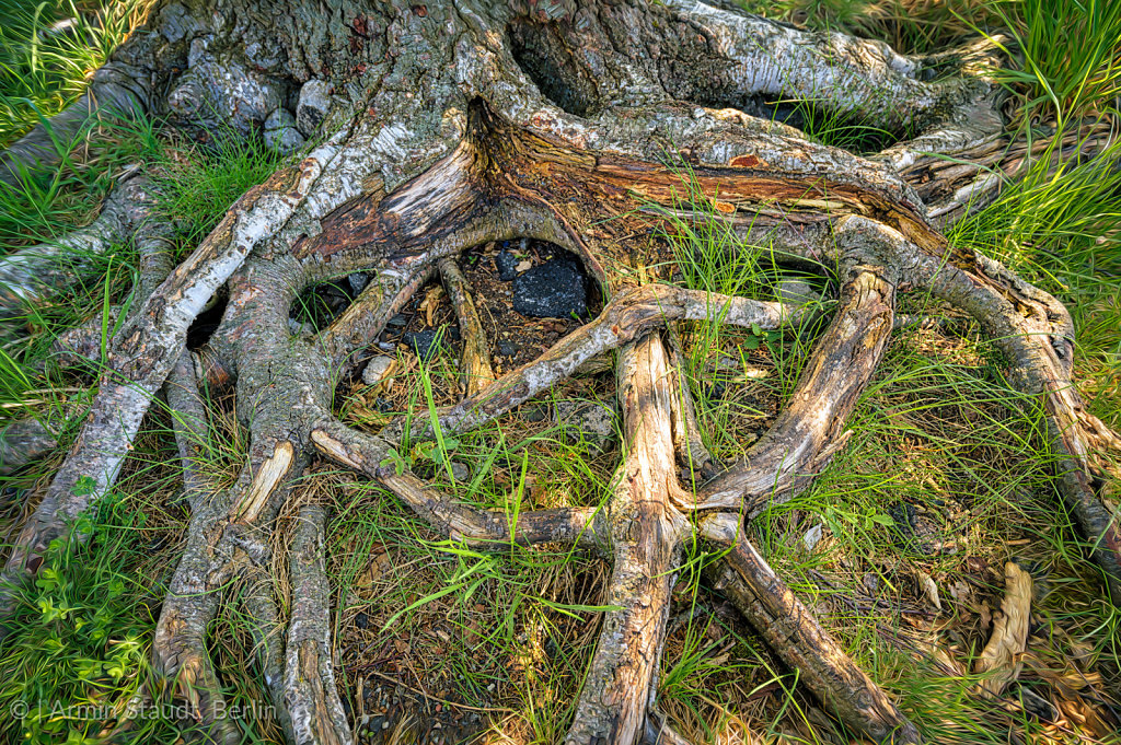 the roots of an old tree, HDR close up