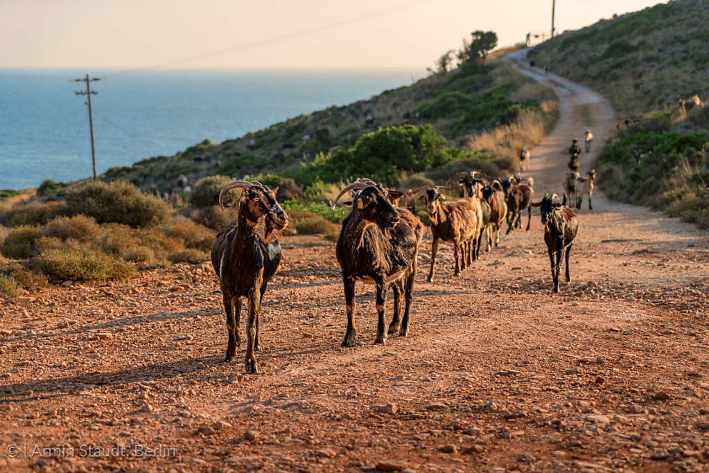 Herd of goats ran down a street in the evening sun