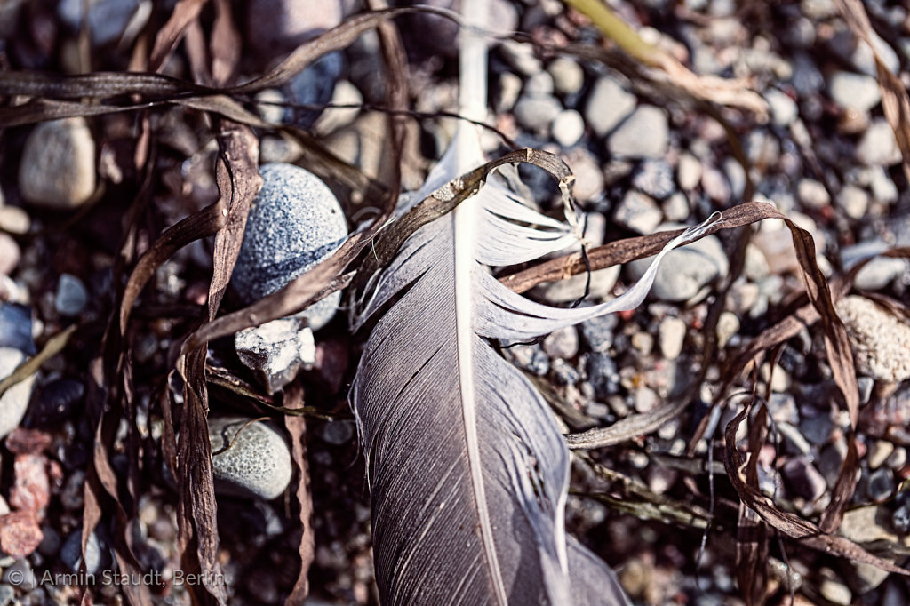 macro of an old feather laying on a beach